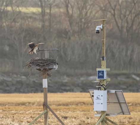 Osprey Nest Camera at Belle isle Marsh Reservation