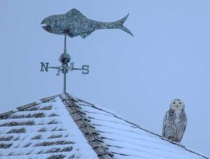 Snowy Owl